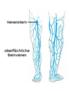 Die Venen Und Ihre Funktion | Gesundheits-Wiki