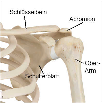 Knochen und Gelenke der Schulter